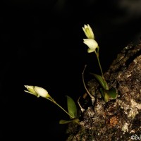 Dendrobium diodon Rchb.f.